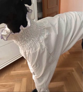 Ropa para galgo/a - Vestido camisa