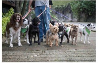 PASEO PERROS