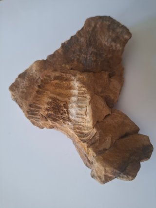 Fósiles Trilobites (2 piezas)