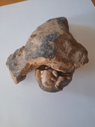 Fósiles Trilobites (2 piezas)