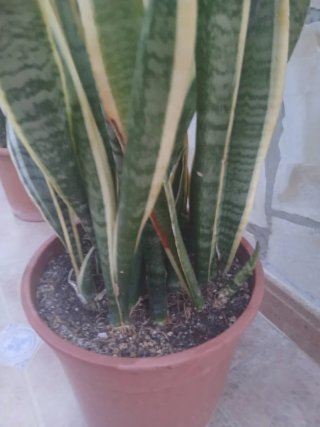 Sansevieria 90cm con maceta