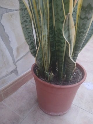 Sansevieria 90cm con maceta
