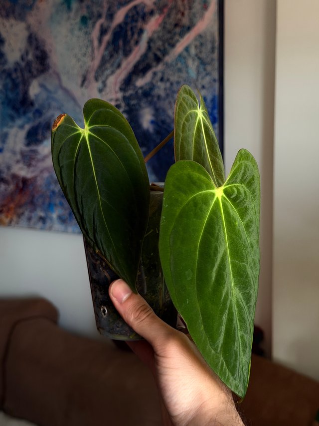 Anthurium (Carlablackiae x Antolakii) x DP F2 - I
