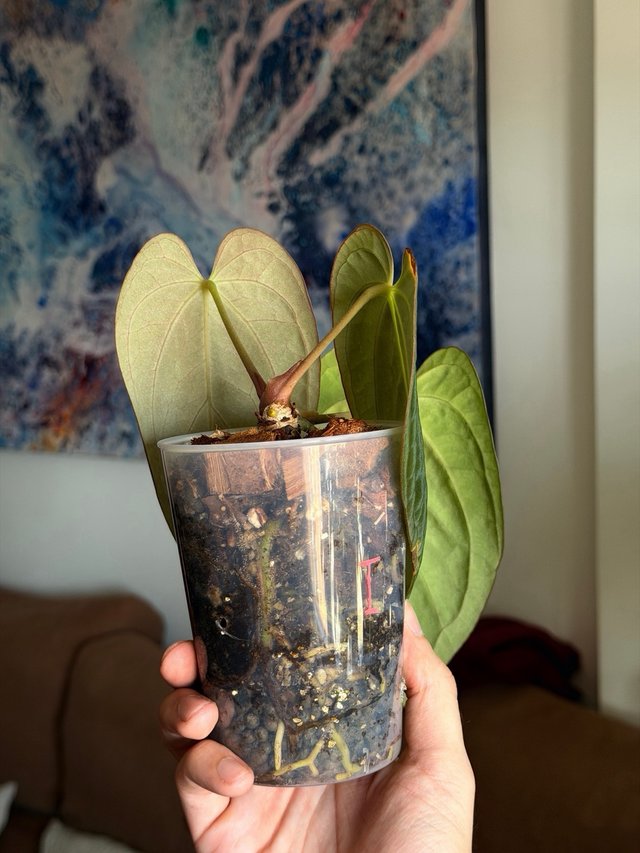 Anthurium (Carlablackiae x Antolakii) x DP F2 - I