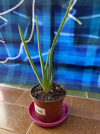 Planta Aloe Vera en Maceta