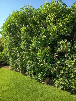 Mantenimiento de jardines