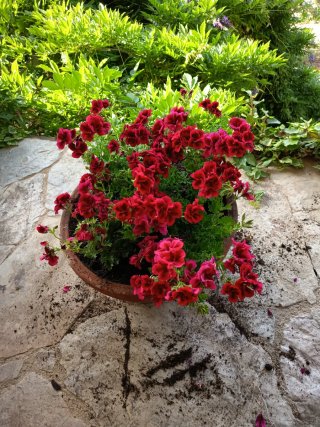 Mantenimiento de jardines