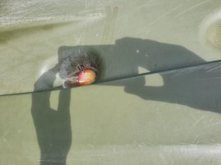 Kayak verde Lifetime