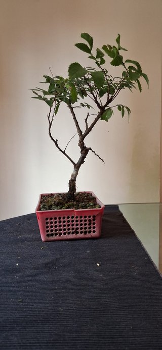 bonsai Zelkova Serrata nº 1