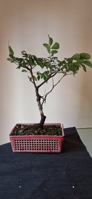 bonsai Zelkova Serrata nº 1