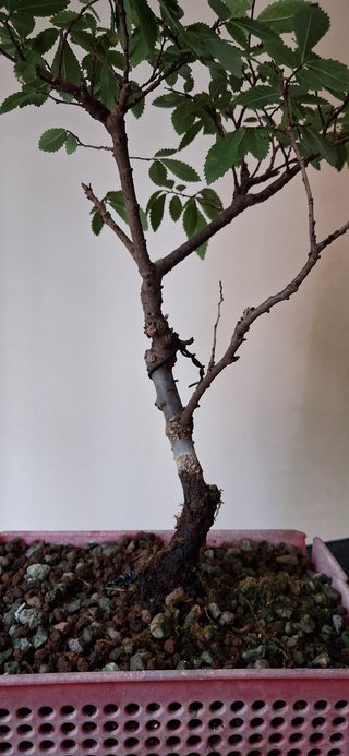 bonsai Zelkova Serrata nº 1