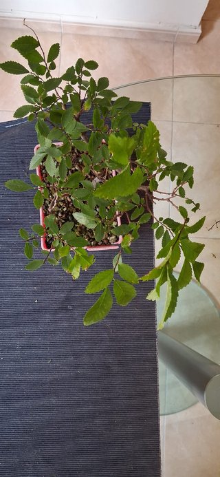 bonsai Zelkova Serrata nº 1