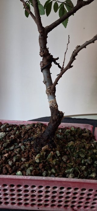bonsai Zelkova Serrata nº 1