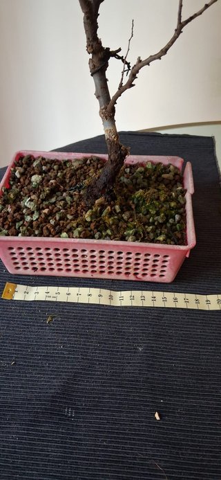 bonsai Zelkova Serrata nº 1