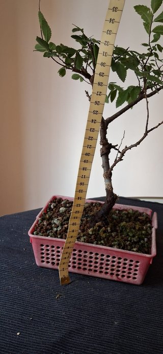 bonsai Zelkova Serrata nº 1