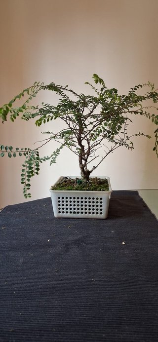 bonsai Ulmus Seiju nº 1