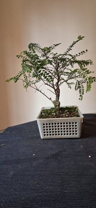 bonsai Ulmus Seiju nº 1