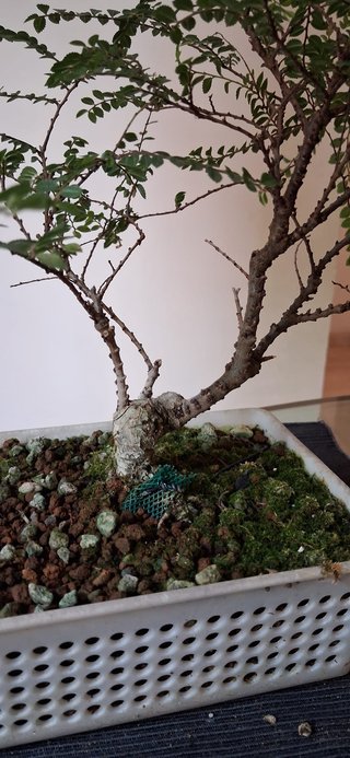 bonsai Ulmus Seiju nº 1