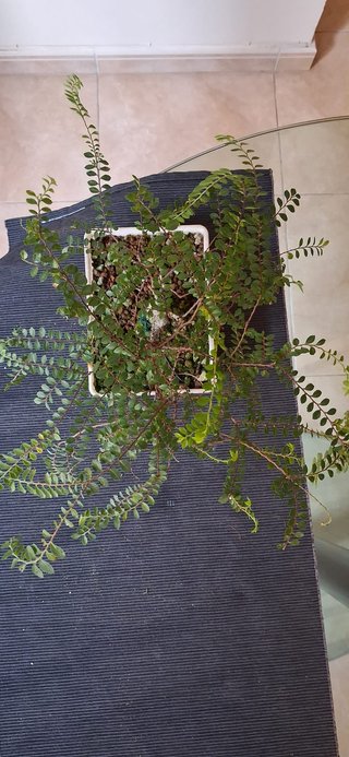 bonsai Ulmus Seiju nº 1