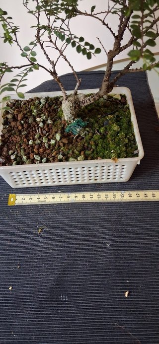 bonsai Ulmus Seiju nº 1