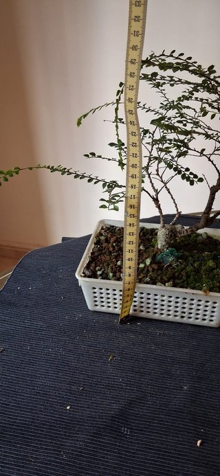 bonsai Ulmus Seiju nº 1