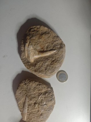 Colmillo, mandíbula y vértebra Enchodus.73 m.a.