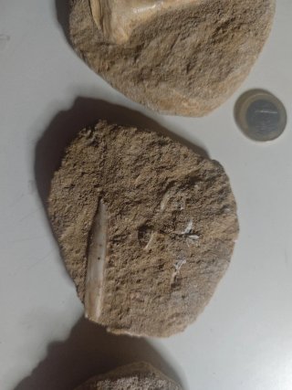 Colmillo, mandíbula y vértebra Enchodus.73 m.a.