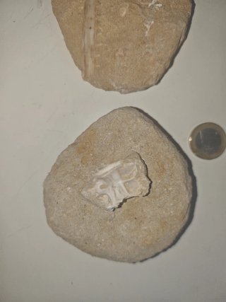 Colmillo, mandíbula y vértebra Enchodus.73 m.a.
