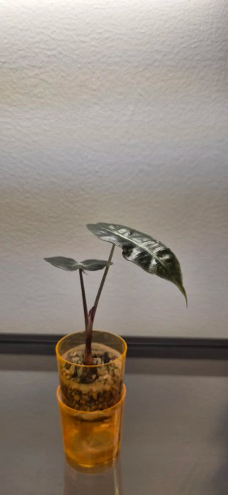 Alocasia Polly - Cultivo casero en semihidroponía
