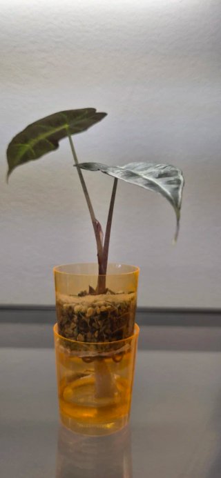 Alocasia Polly - Cultivo casero en semihidroponía