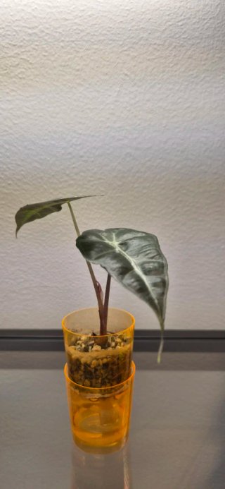 Alocasia Polly - Cultivo casero en semihidroponía