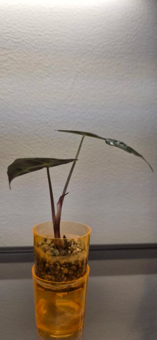 Alocasia Polly - Cultivo casero en semihidroponía