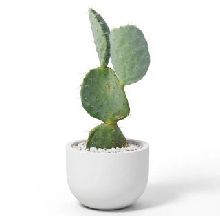 Fico d'India Opuntia