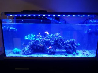 Pantalla iluminación acuario marino ICA CORAL LED