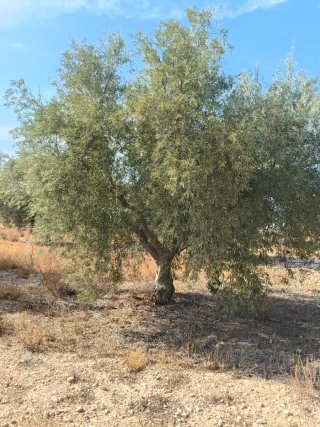 Olivos