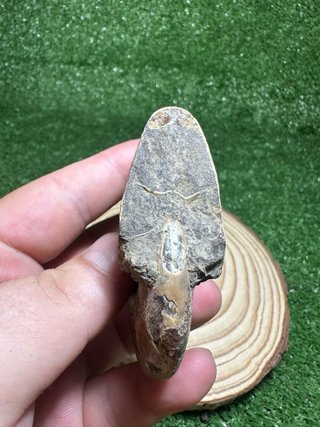 Fosil de amonite iridiscente