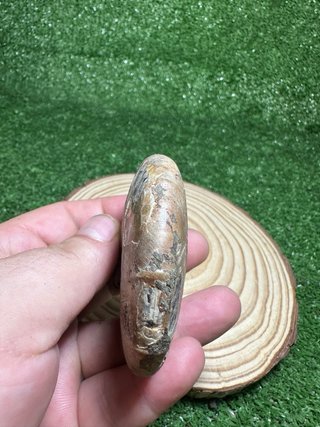 Fosil de amonite iridiscente