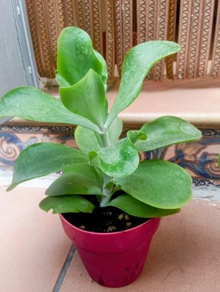 Kalanchoe Planta Suculenta