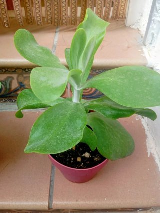 Kalanchoe Planta Suculenta
