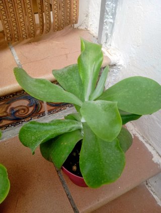 Kalanchoe Planta Suculenta