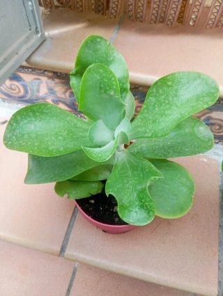 Kalanchoe Planta Suculenta