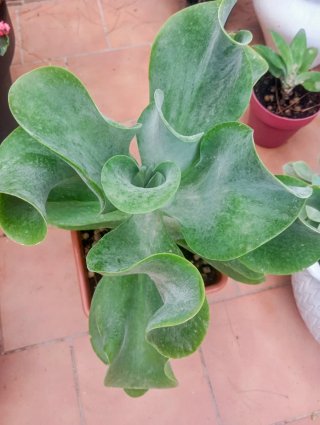 Kalanchoe Planta Suculenta