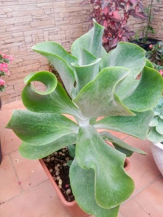Kalanchoe Planta Suculenta