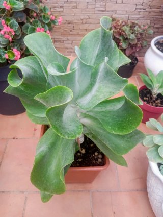 Kalanchoe Planta Suculenta