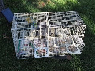 Jaulas para pájaros blanca