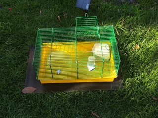 Jaulas para pájaros blanca
