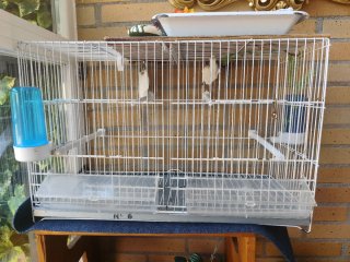 Jaulas para pájaros blanca