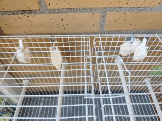 Jaulas para pájaros blanca