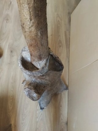Perchero árbol personalizado