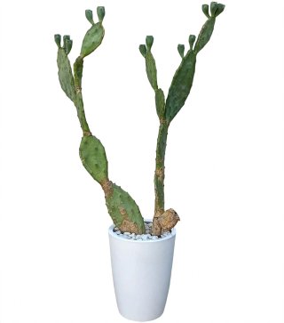 Fico d'India Opuntia